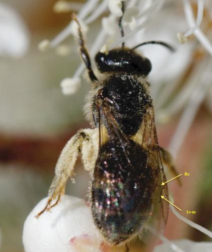 Lasioglossum sp.
